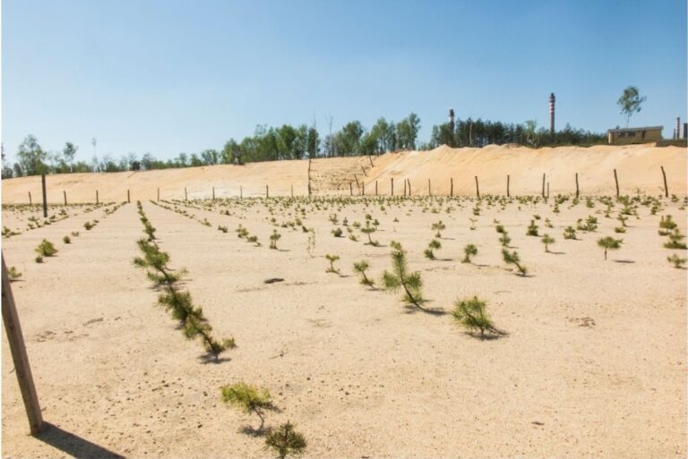 Afforestation
